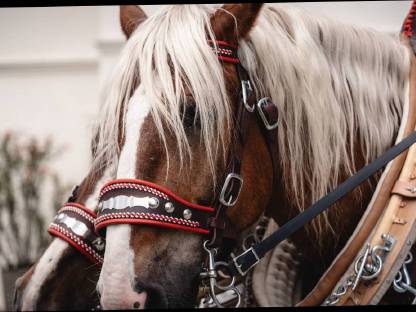Bild 3:Diverse Kutschenfahrten