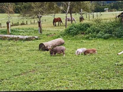 2 Micro-Schweinchen Weibchen abzugeben