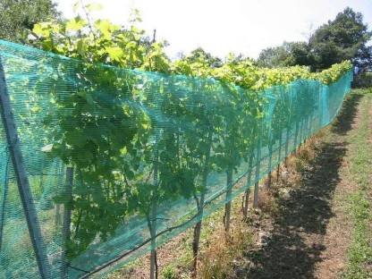 Hagelschutznetz für Weinbau