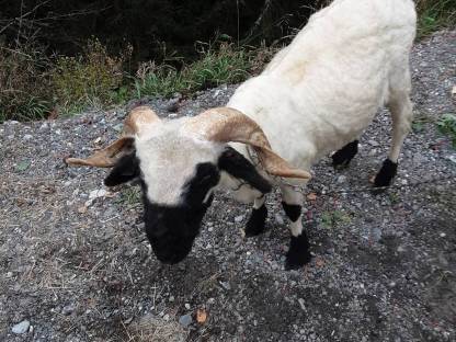 Zwei Walliser Schwarznasen Widder ohne HB, Hobbyzucht