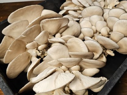 Bild 5:Frische Austernseitlinge aus eigener Zucht