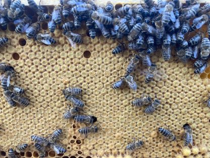 Bild 2:Bienen, EH, Carnica