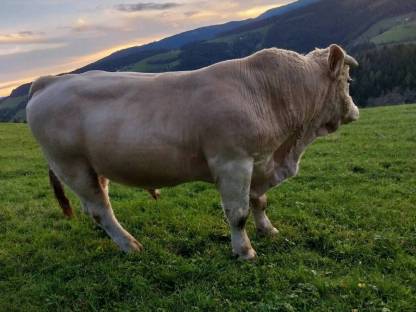 Verleihe Charolais-Stier