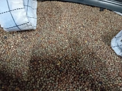 Bild 2:Verkaufe Bio-Sommererbsen (Peluschke)