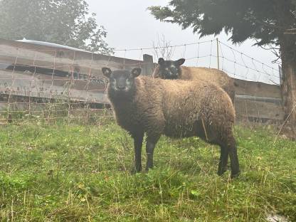 Junger blauer Texel Widder