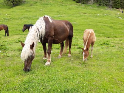 Gemütliche, TOP Noriker Dunkelfuchs Stute zu verkaufen