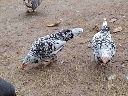 2 junge Hennen aus Naturbrut, alte Rasse