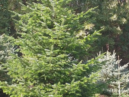 Schöne, 6 m hohe Nordmanntanne abzugeben