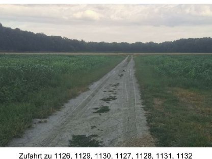 Bild 3:Provisionsfrei: Ackerland in Orth/Donau (Marchfeld)