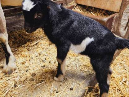 Ziegenbock Tauernscheckmischling