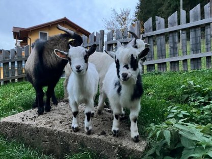 Minizwergziege zu verkaufen