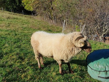 Bild 2:Alpines Steinschaf Zuchtwidder, gekört, HB A