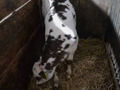 Weißblauer Belgier Kalb