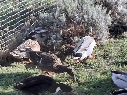 Laufenten weibliche Enten