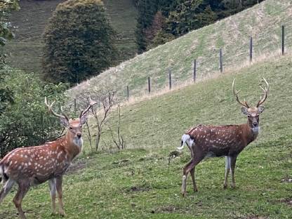 Verkaufe Sika-Dybowski Zuchtwild