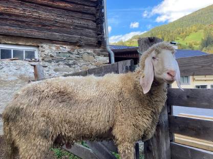 Tiroler Bergschaf Widder