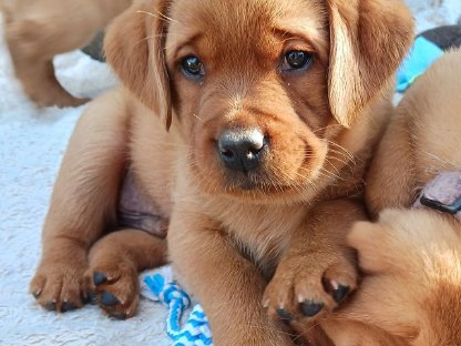 Labrador-Welpen mit Stammbaum