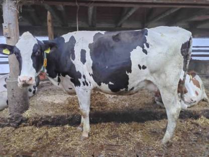 Holstein Bio Kühe hornlos