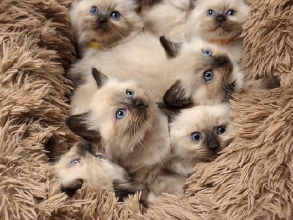 Ragdoll Kitten