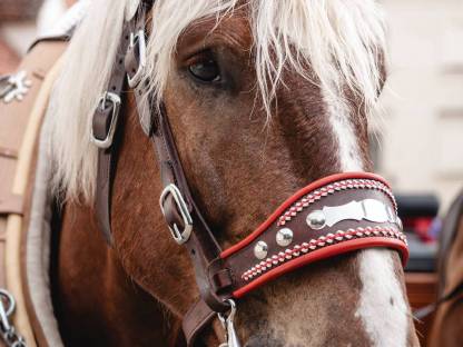 Bild 9:Diverse Kutschenfahrten