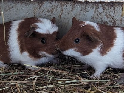 Bild 2:Junge Meerschweinchen, verschiedene Farben