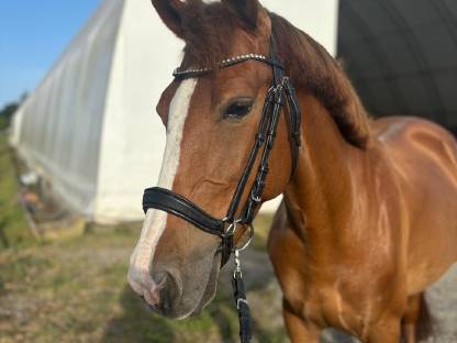 Freizeitpferd Ungarisches Warmblut