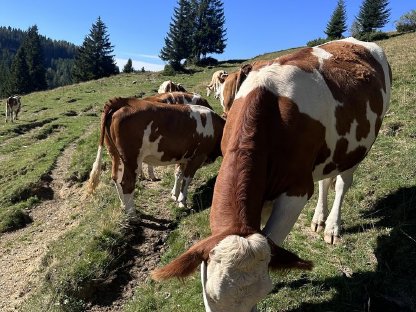 2x trächtige Kalbinnen zu verkaufen