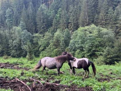 Ponys zu verkaufen