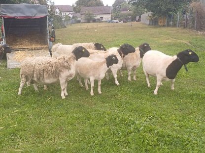 Bild 8:Dorper Jungschafwidder