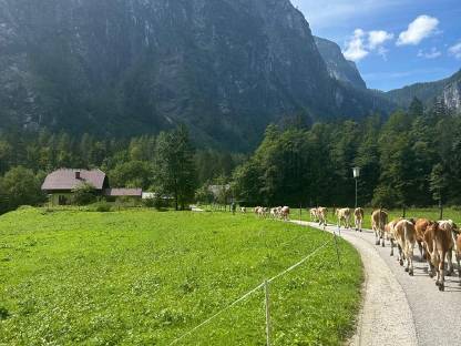 Verkaufe weibliche Zuchtkalbinnen 6 - 12 Monate