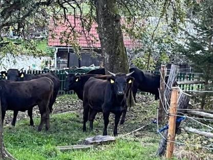 Wagyu Zuchtkalbinnen