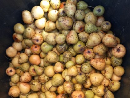 Bild 2:Mostbirnen zu verkaufen