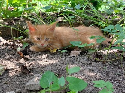 Maine Coon Kitten, Katzenbaby