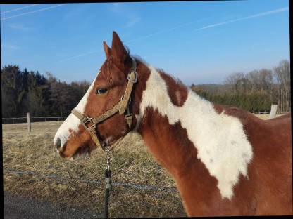 American Paint Horse