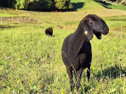 Schwarzes Bergschaf