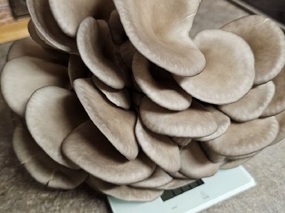 Bild 3:Frische Austernseitlinge aus eigener Zucht