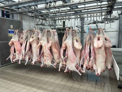 Bild 2:Lammfleisch, Romanov Rasse (Halal-zertifiziert)