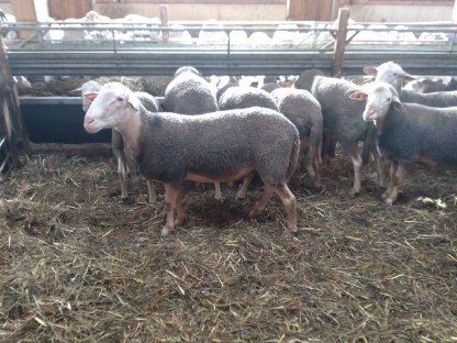 Lacaune Bock BIO Widder Milchschaf Herdebuchbetrieb