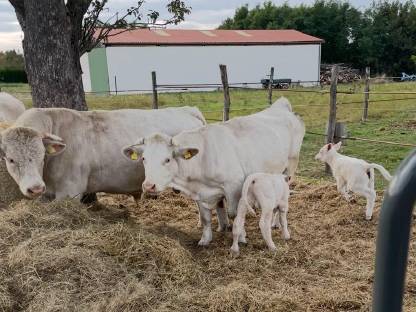 Charolais Mutterkühe