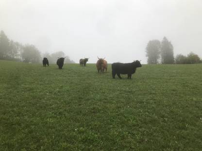 Verkauf kleine Hochlandrinderherde, BIO