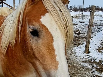 Haflinger Stute, im Mai 3-jährig