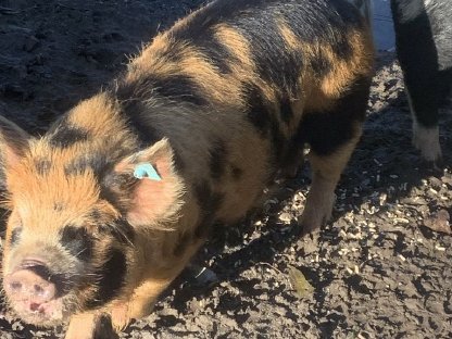 Kunekune Ferkel zu verkaufen