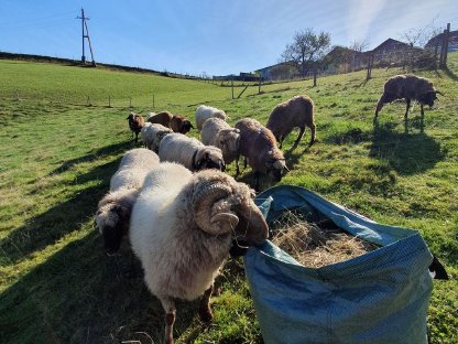 Bild 3:Alpines Steinschaf Zuchtwidder, gekört, HB A
