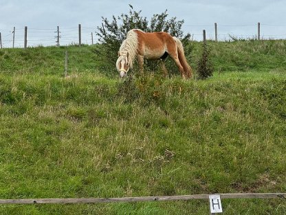 Traum Tiroler Haflinger