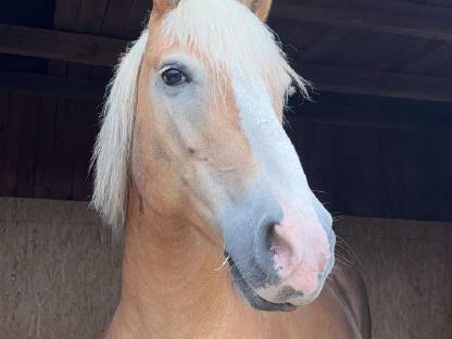 Reitbeteiligung für Haflinger Wallach