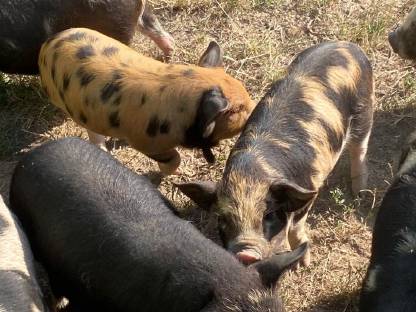 Kunekune Weideschweine