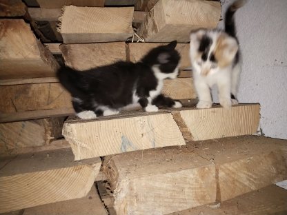 Babykatzen, kleine Kätzchen, Katzenbabys