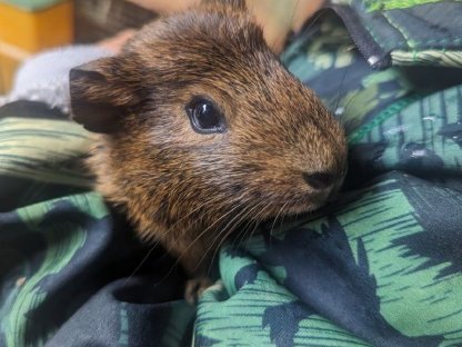 Junge Meerschweinchen, verschiedene Farben