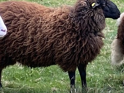 Bio-Waldschafbock für Zucht zu verkaufen