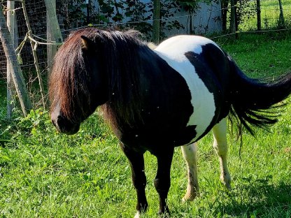 Bild 8:Shetland Shetty Stute Fohlen Pony